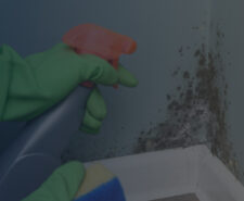 Cleaning Black Mold Off of Wall with Sponge and Spray Bottle