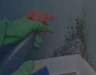 Cleaning Black Mold Off of Wall with Sponge and Spray Bottle