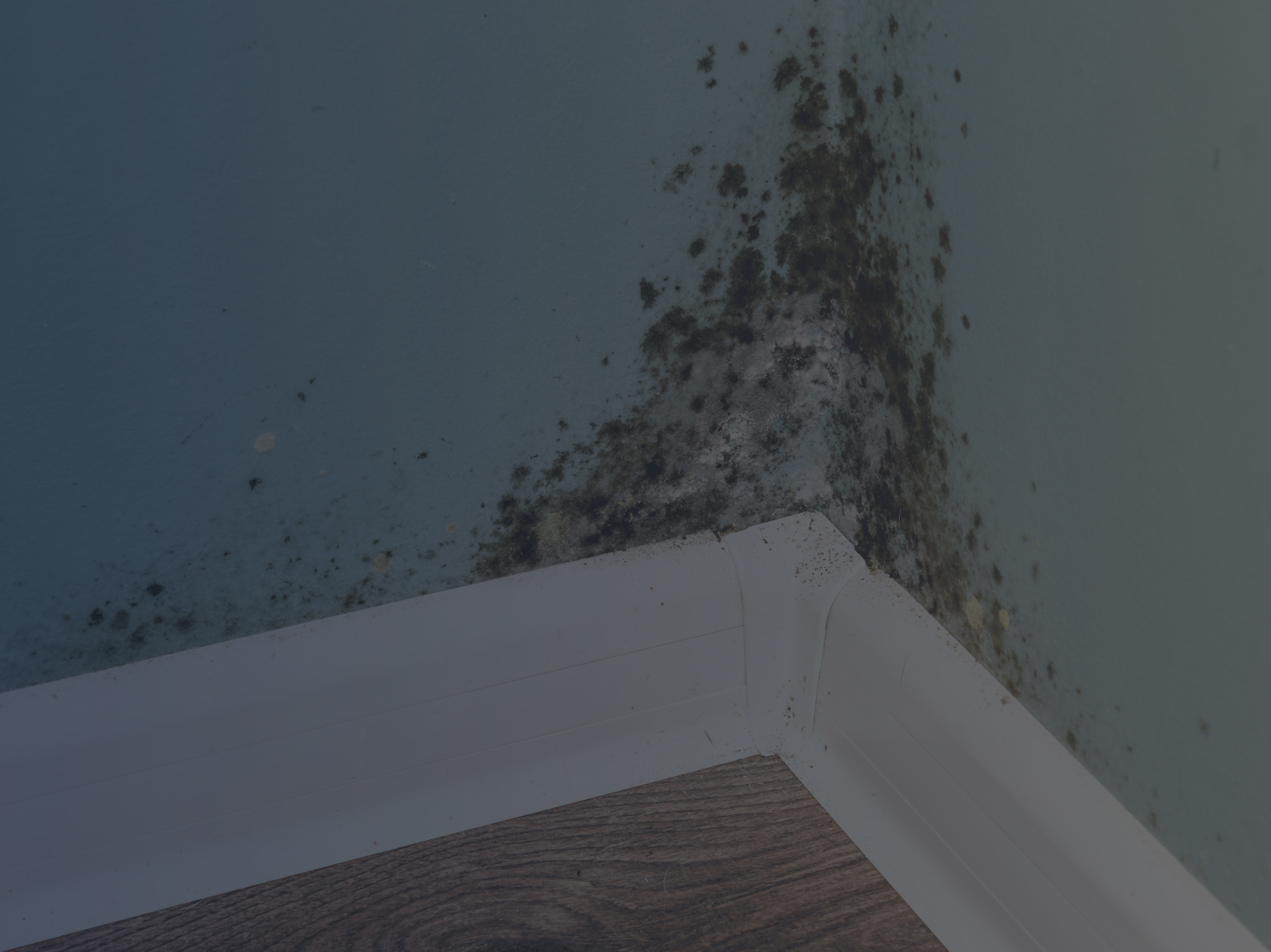 Close-Up of Black Mold on Wall