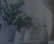 Humidifier Dispersing Cool Mist on Potted Plants